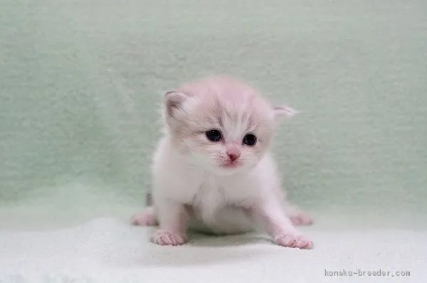 ID：2006-00753の子猫