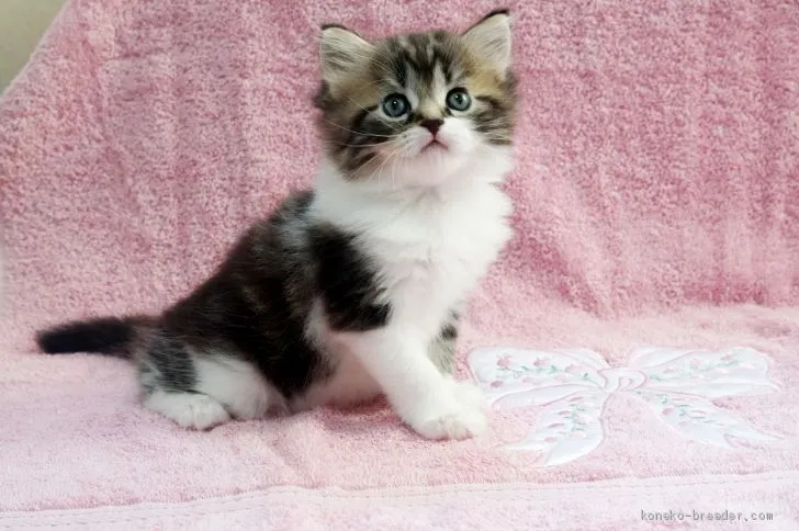 ID：1912-00893の子猫