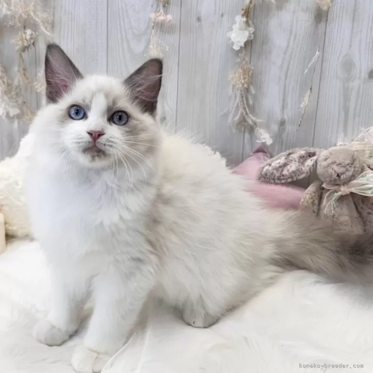 ID：2310-02937の子猫