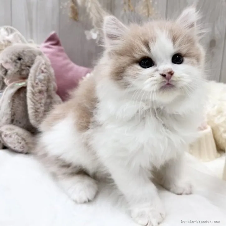 ID：2312-00482の子猫