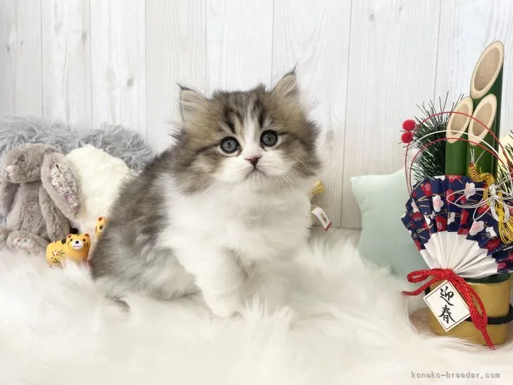 ID：2112-01080の子猫