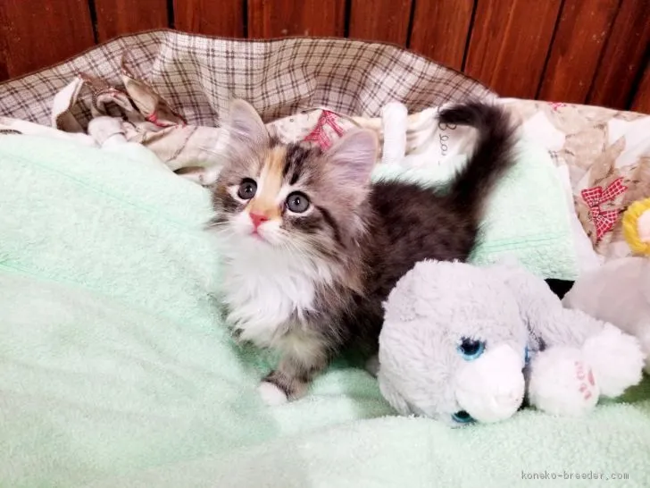 ID：2007-01354の子猫