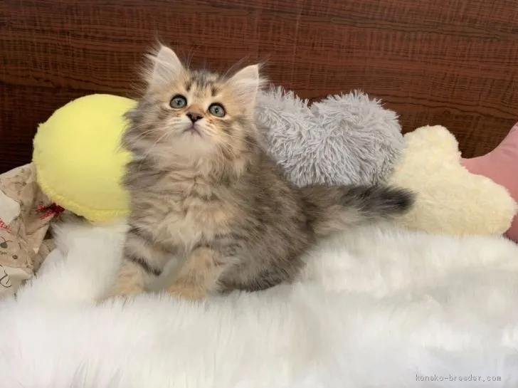 ID：2103-00368の子猫