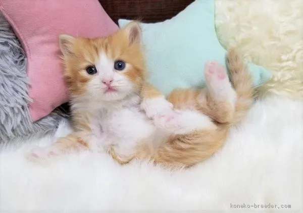 みか 様のお迎えした子猫