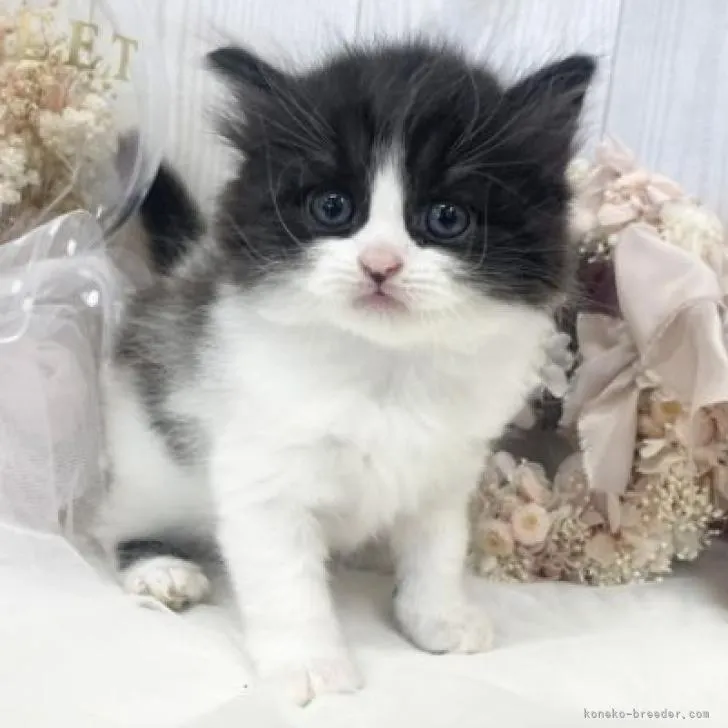 ID：2208-02655の子猫