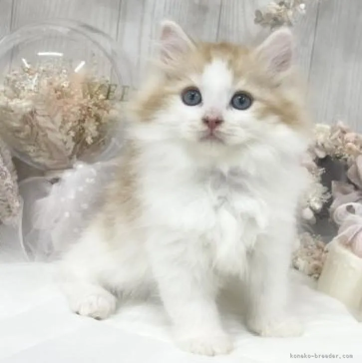 ID：2208-01676の子猫