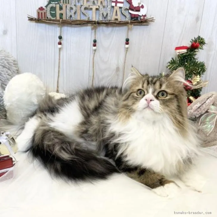 ID：2208-00076の子猫