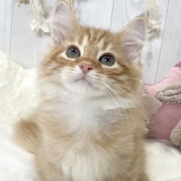 サイベリアン【大阪府・男の子・2023年5月10日・レッドタビー】の写真「☆お顔も毛色も可愛すぎるパーフェクトな男の子☆」