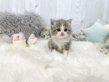 ミヌエット【大阪府・男の子・2021年10月11日・ライラックポイントバイカラー（ロングヘアー）】の写真「☆たれ目くんでもふもふの可愛い男の子☆」