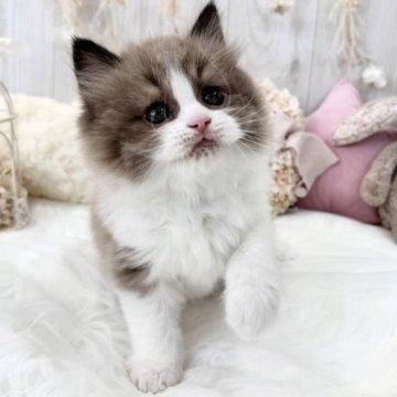 ミヌエット(長足)【大阪府・男の子・2023年9月16日・ライラックポイント&ホワイト（ロングヘアー）】の写真「☆ふわふわもこもこの可愛い男の子☆」