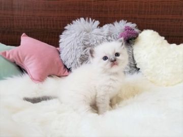 ラグドール【大阪府・女の子・2021年2月22日・ブルーポイントミテッド】の写真「☆綺麗な毛色の超美猫ちゃん☆」