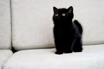 エキゾチックショートヘア【大阪府・女の子・2018年5月12日・真っ黒ブラック】の写真「可愛い真っ黒ブラックの女の子です」