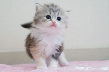 マンチカン(長足)【大阪府・女の子・2020年1月18日・シルバーパッチドタビー（中毛）】の写真「☆目がクリクリで綺麗なシルバーパッチドタビの子猫☆」