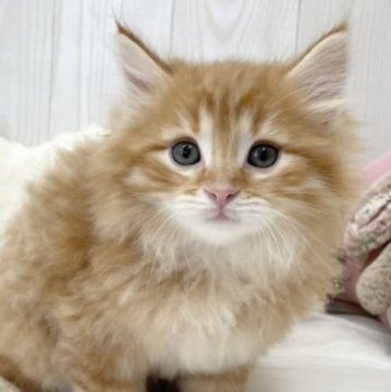 サイベリアン【大阪府・男の子・2023年4月3日・レッドマッカレルタビー】の写真「☆骨格しっかりめの大きめ可愛い男の子☆」