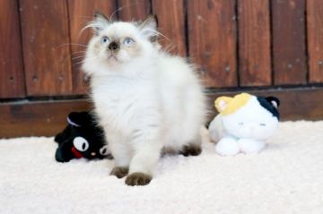 ヒマラヤン【大阪府・男の子・2019年5月10日・シールポイント】の写真「綺麗なシールポイントの子猫」