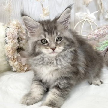 メインクーン【大阪府・女の子・2023年2月10日・ブルークラシックタビー】の写真「☆パパTICAチャンピオン‼体格大きめ女の子☆」