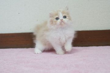 ペルシャ【大阪府・女の子・2020年1月2日・クリームホワイト】の写真「☆目がクリクリで綺麗なクリームホワイトの子猫☆」