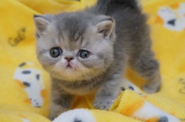 エキゾチックショートヘア【大阪府・女の子・2019年10月16日・ブルータビー】の写真「☆綺麗な毛色にとっても可愛いお顔の女の子☆」