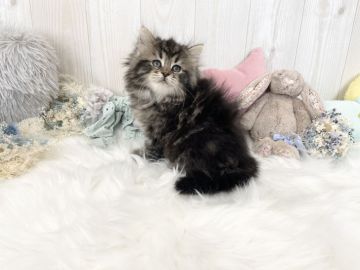 サイベリアン【大阪府・女の子・2021年12月10日・ブラウンタビー（トリプリコート）】の写真「☆毛量が多くもふもふで将来有望な女の子☆」