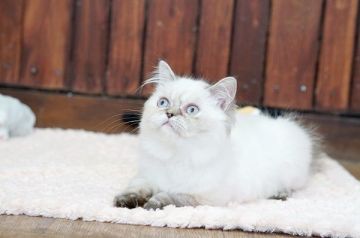 ヒマラヤン【大阪府・女の子・2019年4月10日・ブルーポイント】の写真「☆もっふもふで綺麗なブルーポイントの子猫☆」