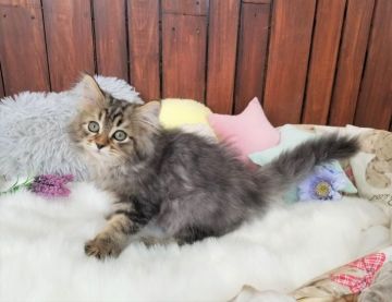 サイベリアン【大阪府・男の子・2020年12月20日・ブラウンタビー】の写真「☆なでなで大好き甘えん坊な男の子☆」