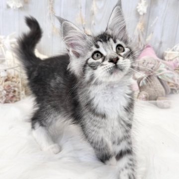 メインクーン【大阪府・女の子・2023年12月5日・ブラックシルバークラシックタビー&ホワイト】の写真「☆パパTICAチャンピオン‼パッチリおめめの女の子」