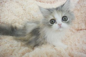 ペルシャ【大阪府・女の子・2019年2月24日・ダイリュートキャリコ】の写真「両親共可愛いダイリュートキャリコの綺麗な毛色の子猫」