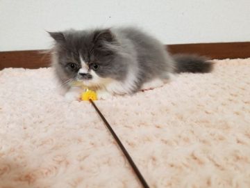 ペルシャ【大阪府・女の子・2019年12月14日・ブルーホワイト】の写真「☆お顔も可愛く毛色も綺麗な女の子☆」