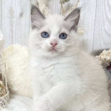 ラグドール【大阪府・男の子・2023年6月5日・ブルーポイントバイカラー】の写真「☆最高に美しいバイカラーのイケメン君です☆」