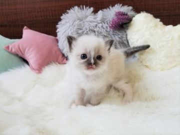 ラグドール【大阪府・女の子・2021年2月22日・シールポイントミテッド】の写真「☆おっとり可愛い女の子☆」