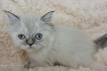 エキゾチックショートヘア【大阪府・男の子・2019年2月24日・シールポイント】の写真「両親共可愛いシールポイントの綺麗な毛色の子猫」