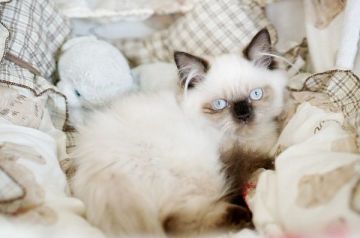 ヒマラヤン【大阪府・男の子・2019年3月9日・シールポイント】の写真「☆綺麗な毛色にもふもふでかっこかわいい男の子☆」