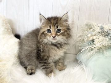 サイベリアン【大阪府・女の子・2022年3月31日・ブラウンパッチドタビー（トリプルコート）】の写真「☆愛嬌たっぷりなぱっちりおめめの女の子☆」