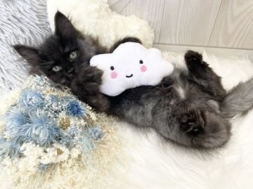 サイベリアン【大阪府・男の子・2021年9月12日・ブラックスモークタビー】の写真「☆かっこかわいい魅力的な男の子☆」