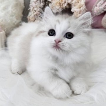 ミヌエット(短足)【大阪府・女の子・2023年9月16日・ライラックポイント&ホワイト（ロングヘアー）】の写真「☆超短足でレアカラー！すべてが可愛すぎる女の子☆」