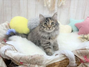 サイベリアン【大阪府・女の子・2021年4月26日・ブラウンパッチドタビー】の写真「☆将来もっふもふの美少女ちゃん☆」