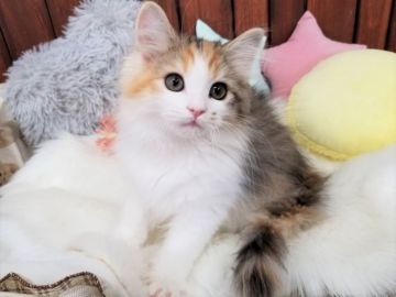 サイベリアン【大阪府・女の子・2020年11月15日・キャリコ】の写真「☆お顔も毛色も最高に可愛すぎる女の子☆」