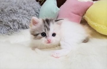 マンチカン(長足)【大阪府・女の子・2020年11月19日・シルバーパッチドタビーホワイトバン（セミロング）】の写真「☆甘えたでお顔も可愛い女の子☆」