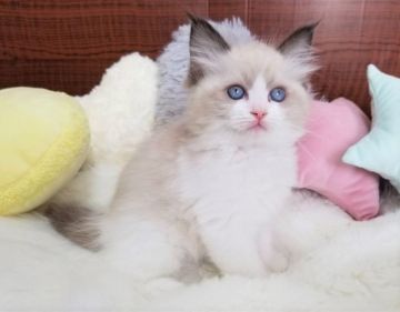 ラグドール【大阪府・女の子・2021年1月1日・シールポイントバイカラー】の写真「☆綺麗な理想のバイカラー！最高に可愛い女の子☆」