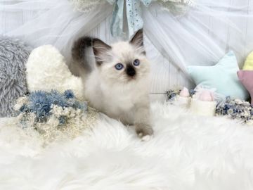 ラグドール【大阪府・男の子・2021年8月29日・シールポイントミテッド】の写真「☆キリッとした超イケにゃん君☆」