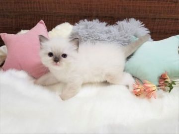 ラグドール【大阪府・女の子・2020年9月9日・ブルーポイントミテッド】の写真「綺麗な毛色にとっても可愛いお顔の女の子！」