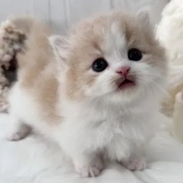 cat_img_1_thumb_mob_92ba2bbe64