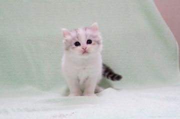 マンチカン(長足)【大阪府・女の子・2020年5月11日・シルバーパッチドタビーホワイト】の写真「☆ぬいぐるみのように可愛すぎる子猫ちゃん☆」