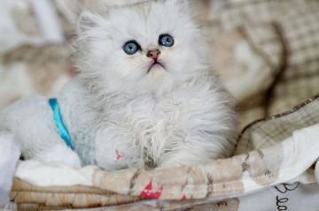 ペルシャ(チンチラ)【大阪府・女の子・2019年5月22日・チンチラシルバー（長毛）】の写真「☆たれ目ちゃんでとっても可愛い女の子☆」