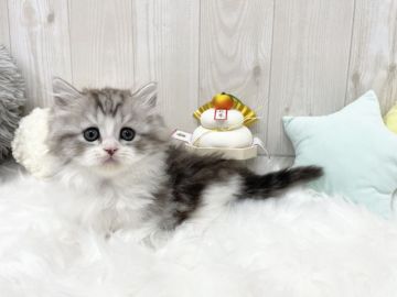 マンチカン(短足)【大阪府・男の子・2021年11月22日・シルバータビー&ホワイト（長毛）】の写真「☆超短足でぬいぐるみのような可愛さの男の子☆」