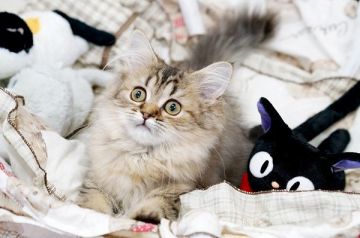 ペルシャ(チンチラ)【大阪府・女の子・2019年3月11日・チンチラゴールデン】の写真「☆可愛いチンチラゴールデンの女の子☆」