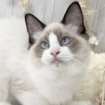 ラグドール【大阪府・男の子・2023年2月18日・シールポイントバイカラー】の写真「☆すべてがパーフェクト！！美しすぎる男の子☆」