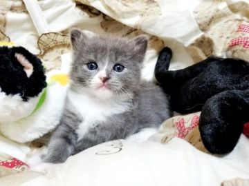 サイベリアン【大阪府・男の子・2020年6月3日・ブルーホワイト】の写真「☆可愛いお顔に骨格がしっかりした男の子☆」