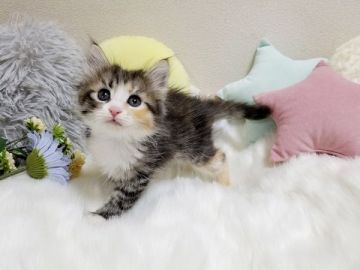 サイベリアン【大阪府・女の子・2020年7月6日・ブラウンパッチドタビーホワイト】の写真「☆ぬいぐるみのように可愛い女の子☆」