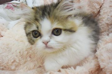 ペルシャ【大阪府・女の子・2019年2月27日・キャリコ】の写真「綺麗なキャリコ色の子猫」